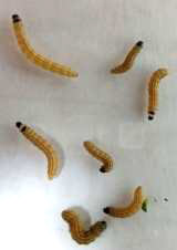 Cabbage webworm larvae