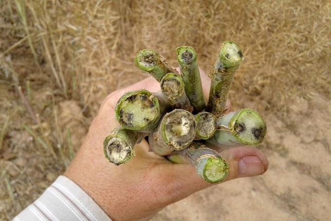 Swartstaminfeksie in die stam