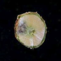 Deursnee van canolastam toon 'n lae risiko swartstam van 20%