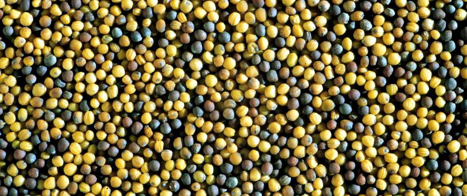 Canola seeds ripening