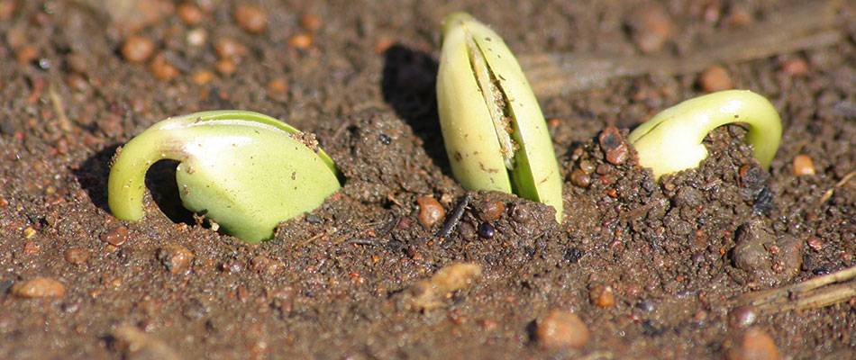 Soybean seedlings