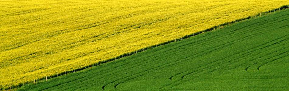 Canola in crop rotation