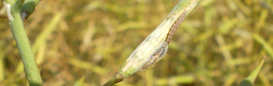 Damage on canola caused by diamondback moth